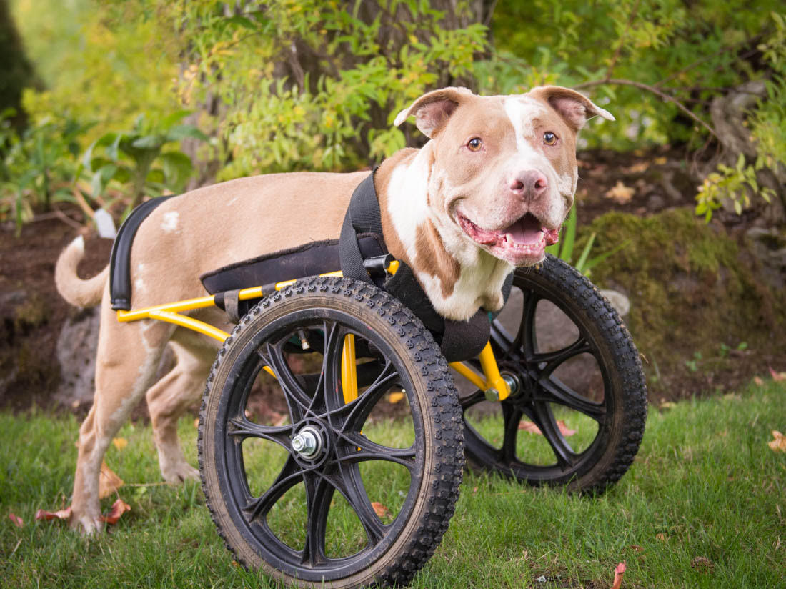 pitbull rescue dog mobility cart